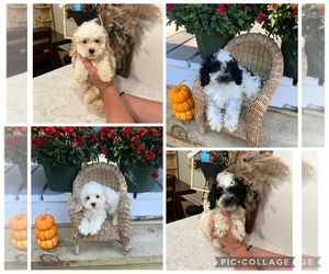 Maltipoo Puppy for sale in GREENVILLE, MI, USA