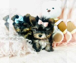 Yorkshire Terrier Puppy for sale in MIAMI, FL, USA