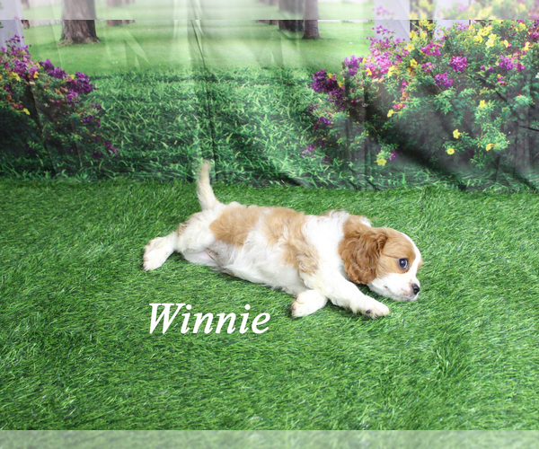 Medium Photo #20 Cavalier King Charles Spaniel Puppy For Sale in CHANUTE, KS, USA