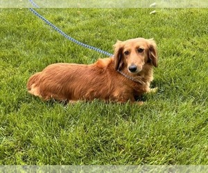 Mother of the Dachshund puppies born on 04/14/2026