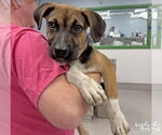 Small #1 Retriever  Mix