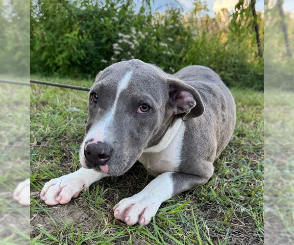 Medium Photo #5 Bulldog-Unknown Mix Puppy For Sale in Tarrytown, GA, USA