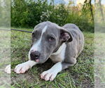 Small #4 Bulldog Mix