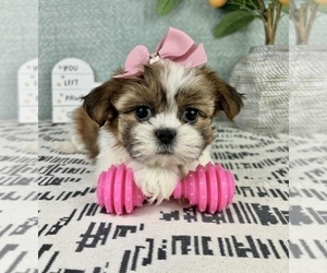 Shih Tzu Puppy for sale in FRANKLIN, IN, USA