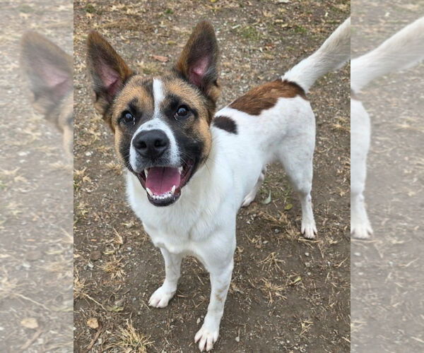 Medium Photo #3 Akita-Collie Mix Puppy For Sale in Anniston, AL, USA