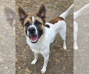 Odin - Male Akita-Collie Mix Dog for Adoption - Photo #3