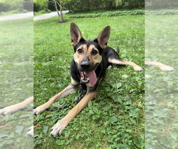 Medium Photo #17 German Shepherd Dog-Unknown Mix Puppy For Sale in Brewster, NY, USA