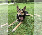 Small #16 German Shepherd Dog Mix