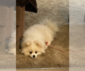 Pomeranian Puppy for Sale in ARLINGTON, Washington USA