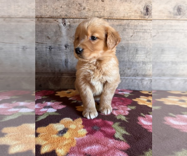 Medium Photo #10 Golden Retriever Puppy For Sale in VERMONTVILLE, MI, USA