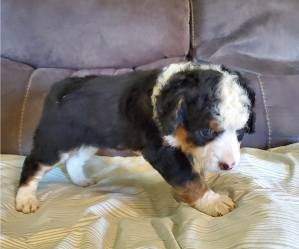 Medium Photo #31 Bernedoodle (Miniature) Puppy For Sale in LEETONIA, OH, USA