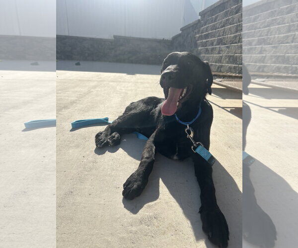 Medium Photo #2 Labrador Retriever-Unknown Mix Puppy For Sale in Lancaster, PA, USA