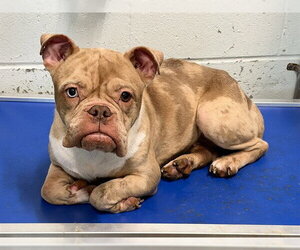 Bulldog-Unknown Mix Dogs for adoption in Tavares, FL, USA