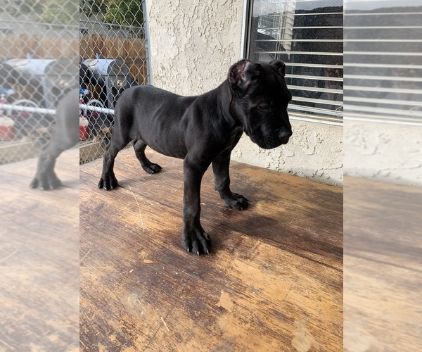 Full screen Photo #2 Cane Corso Puppy For Sale in HEMET, CA, USA