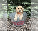 Small #3 Cocker Spaniel