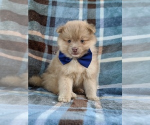 Pomeranian Puppy for sale in CHRISTIANA, PA, USA