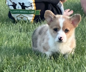 American Corgi Puppy for Sale in WALKERSVILLE, Maryland USA