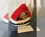 Small Photo #12 Golden Retriever Puppy For Sale in KENOVA, WV, USA