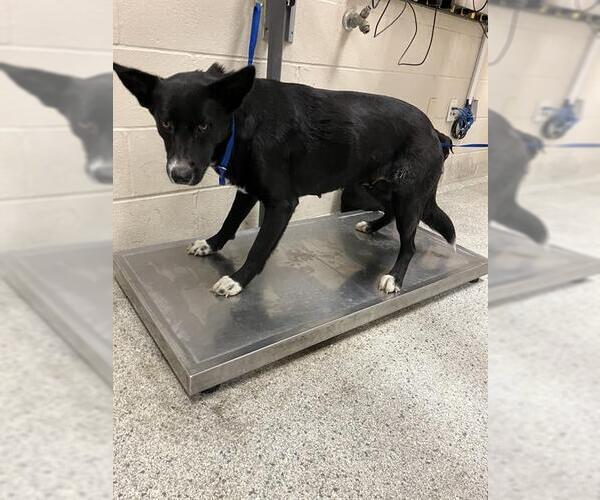 Medium Photo #1 Border Collie-Unknown Mix Puppy For Sale in Conroe, TX, USA