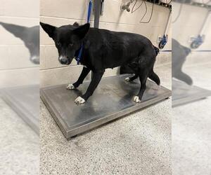 Border Collie-Unknown Mix Dogs for adoption in Conroe, TX, USA