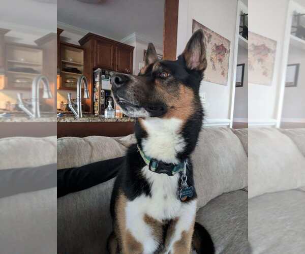 Medium Photo #8 Siberian Husky-Unknown Mix Puppy For Sale in Holly Springs, NC, USA