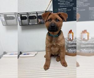 Chow Chow Dogs for adoption in Bakersfield, CA, USA