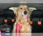 Small #4 Golden Retriever Mix