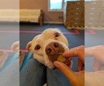 Small #7 American Bulldog Mix