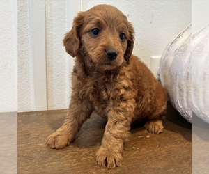Medium Goldendoodle (Miniature)