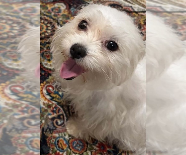 Medium Photo #1 Maltese Puppy For Sale in SPARTANBURG, SC, USA