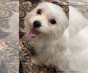 Mother of the Maltese puppies born on 06/18/2026
