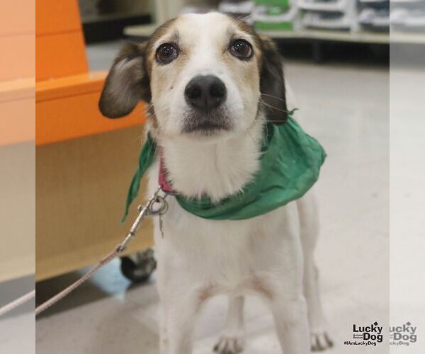 Medium Photo #7 Mutt Puppy For Sale in Washington, DC, USA