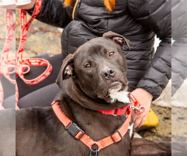 Medium Photo #23 Labrador Retriever-Unknown Mix Puppy For Sale in Canton, CT, USA