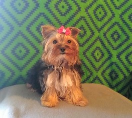 Yorkshire Terrier Puppy for sale in WINSTON SALEM, NC, USA