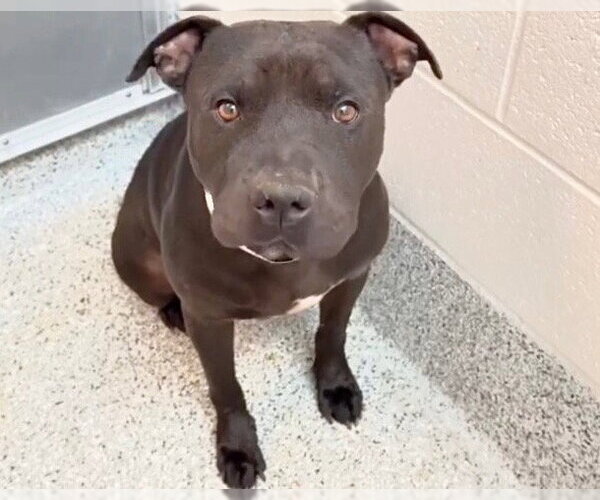 Medium Photo #2 American Pit Bull Terrier-Chinese Shar-Pei Mix Puppy For Sale in Houston, TX, USA