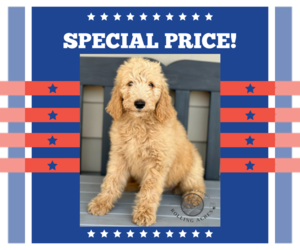 Goldendoodle Puppy for sale in MARYVILLE, MO, USA