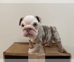 Small Photo #5 English Bulldog Puppy For Sale in PORT SAINT LUCIE, FL, USA