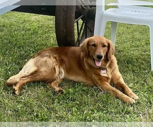 Golden Irish Puppy for sale in CARO, MI, USA