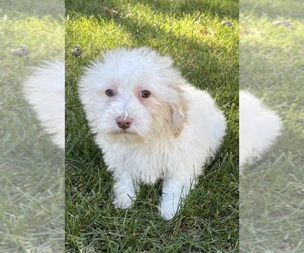 Medium Photo #6 Poovanese Puppy For Sale in FAIR HAVEN, MI, USA