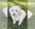 Small Photo #6 Poovanese Puppy For Sale in FAIR HAVEN, MI, USA