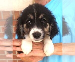 Miniature Labradoodle Dogs for adoption in Carrollton, TX, USA