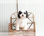 Small Photo #2 Cockapoo Puppy For Sale in WARSAW, IN, USA