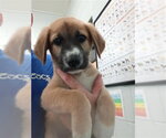 Small Labrador Retriever Mix
