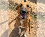 Small #3 Labrador Retriever Mix