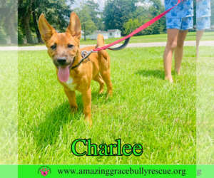 Chow Chow-Unknown Mix Dogs for adoption in Pensacola, FL, USA