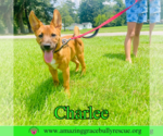 Small Chow Chow Mix
