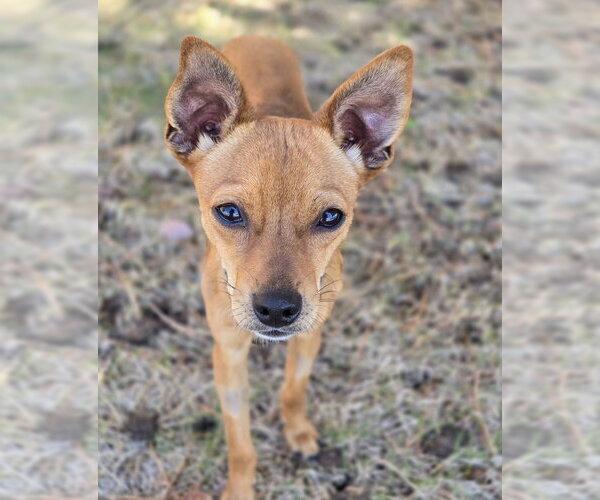Medium Photo #7 Chihuahua Puppy For Sale in Lakewood, CO, USA