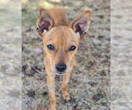 Small #6 Chihuahua