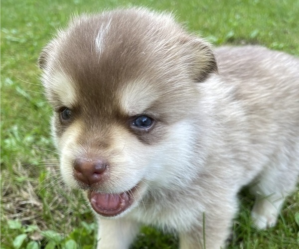 Medium Photo #2 Pomsky Puppy For Sale in NORWICH, NY, USA