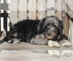 Small Photo #3 Aussiedoodle Puppy For Sale in FREDERICKSBURG, OH, USA